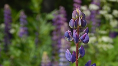 Lupine is de tuinplant die iedereen dit jaar wil hebben