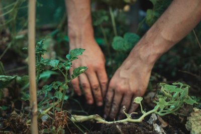 Wacht niet tot het voorjaar met nieuwe planten in je tuin